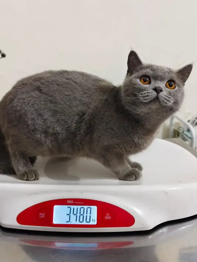BSH GREY JANTAN UMUR 1 TAHUN