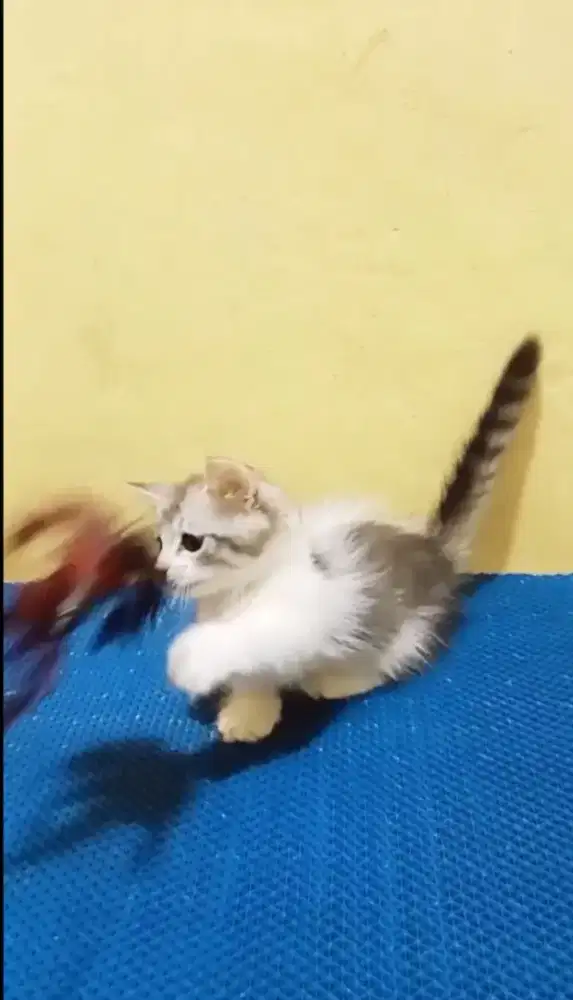 Kitten Munchkin RH Jntn