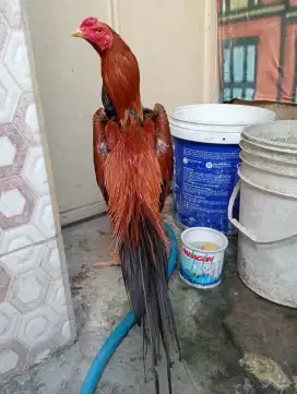 Ayam Bangkok ekor lidi ukuran 6 full