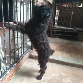 Open adopt mini poodle