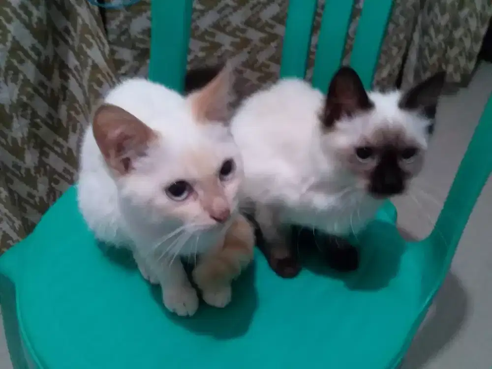 Kucing sepasang