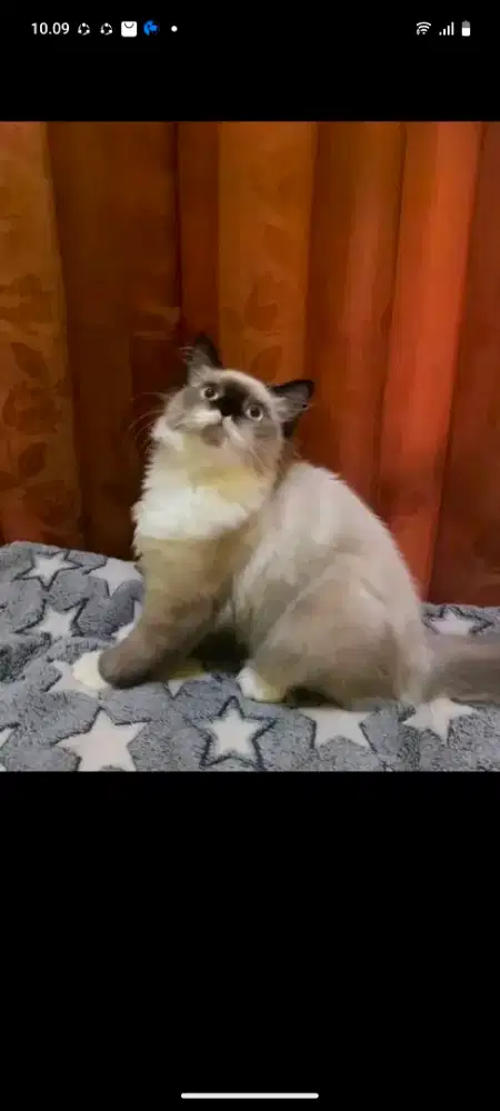 Kuncung ras ragdoll betina