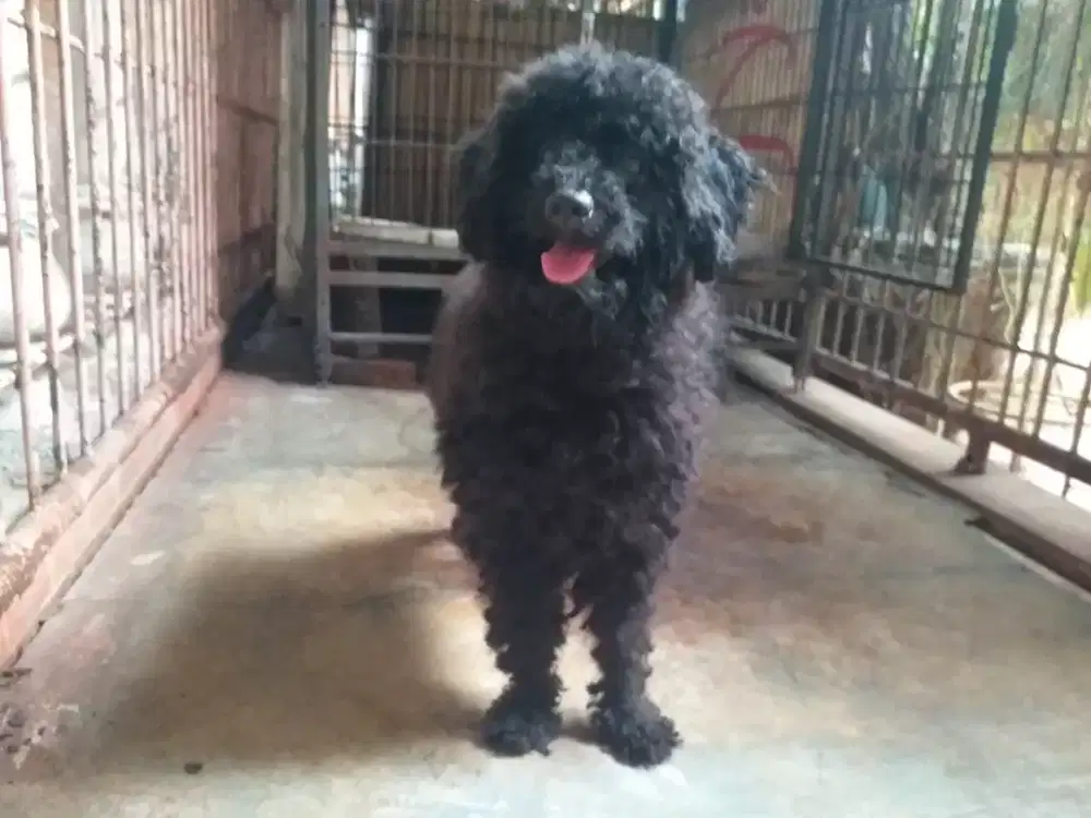 Toy Poodle jantan kualitas bagus.
