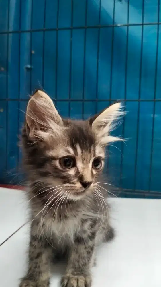 Kucing Kitten Persia