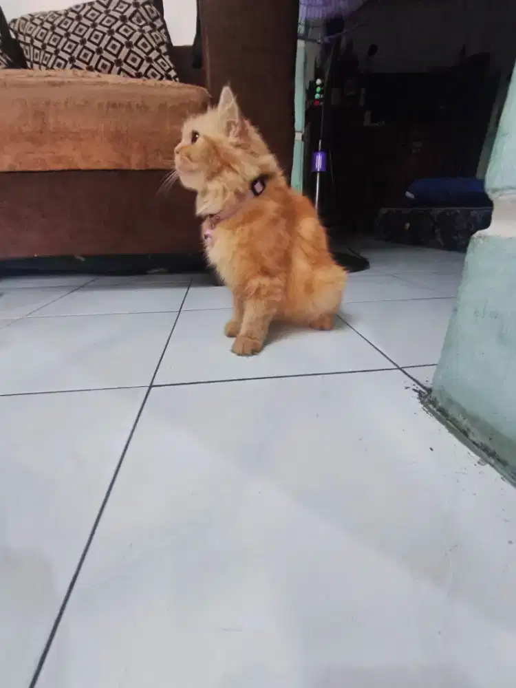 persia medium betina murah