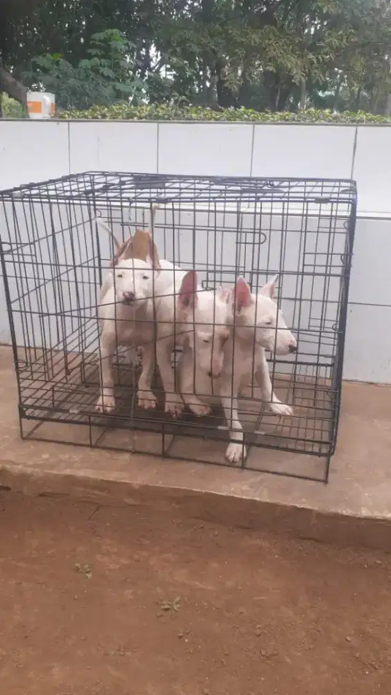 Puppies Bull Terrier