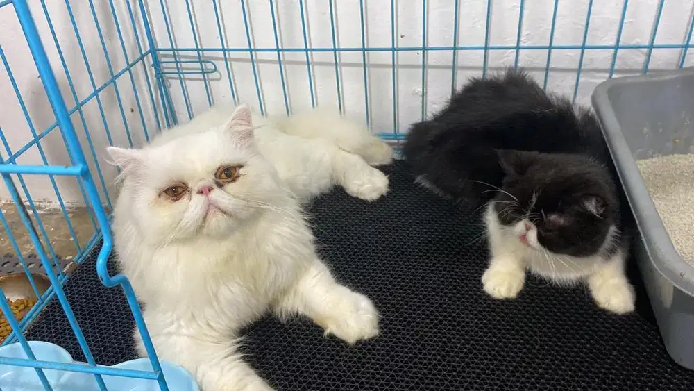 Open Adopt Persia Peaknose