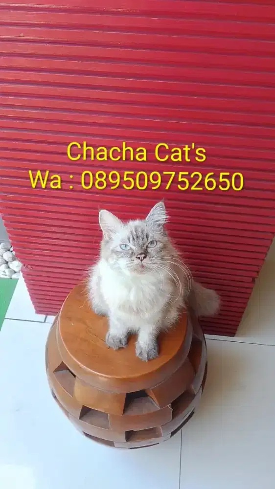 Kucing Himalaya