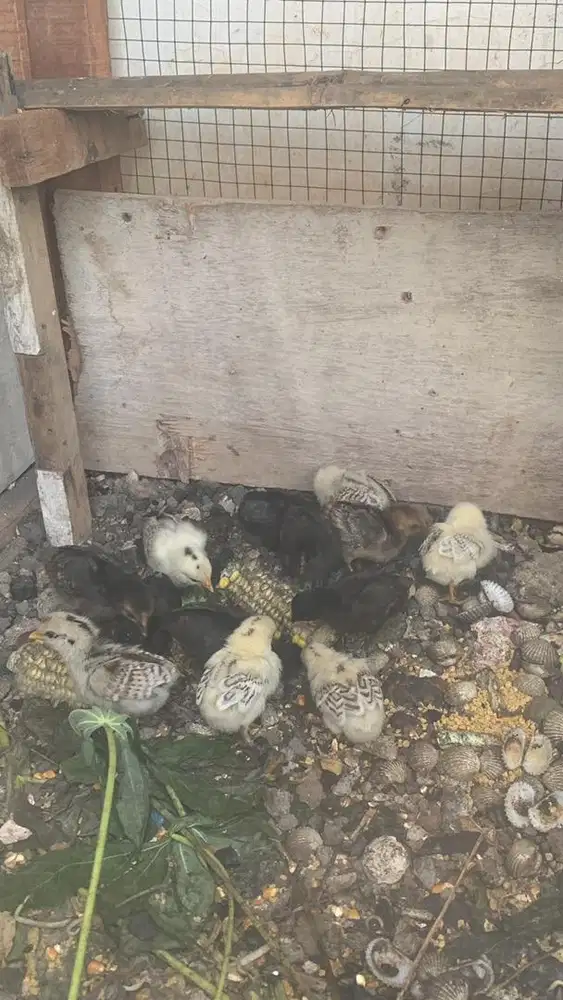 Anakan ayam Kate