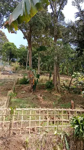 Jual tanah murah LT 2474m², shm,  akses jalan desa
