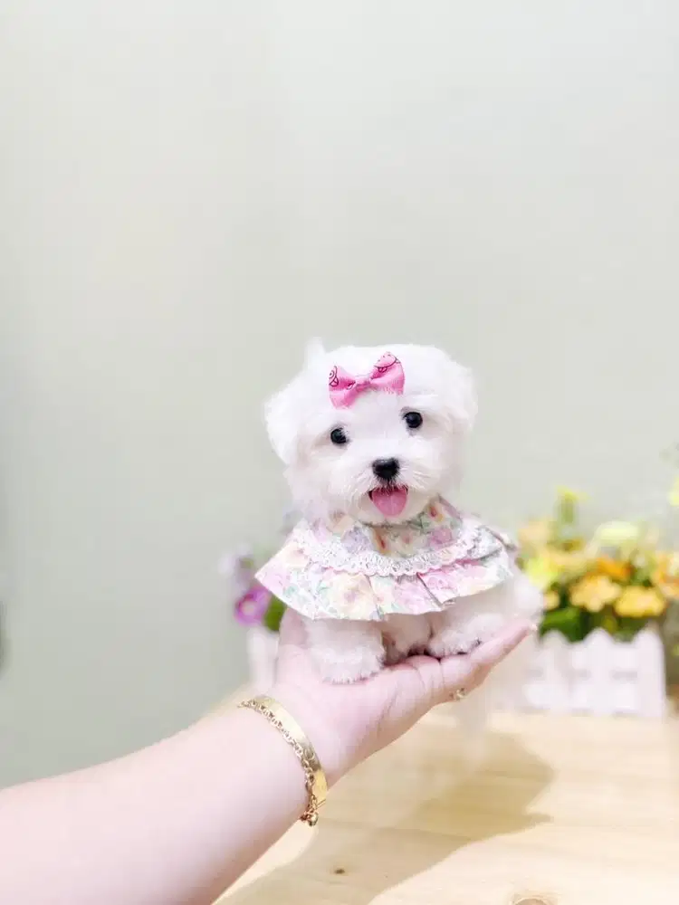 Teacup maltese female size super kecil malthese maltis bkn maltipo