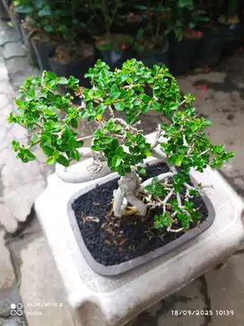 Bonsai sancang tinggi -+ 15cm