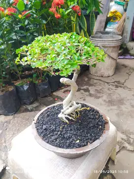 Bonsai Sancang tinggi -+ 20cm