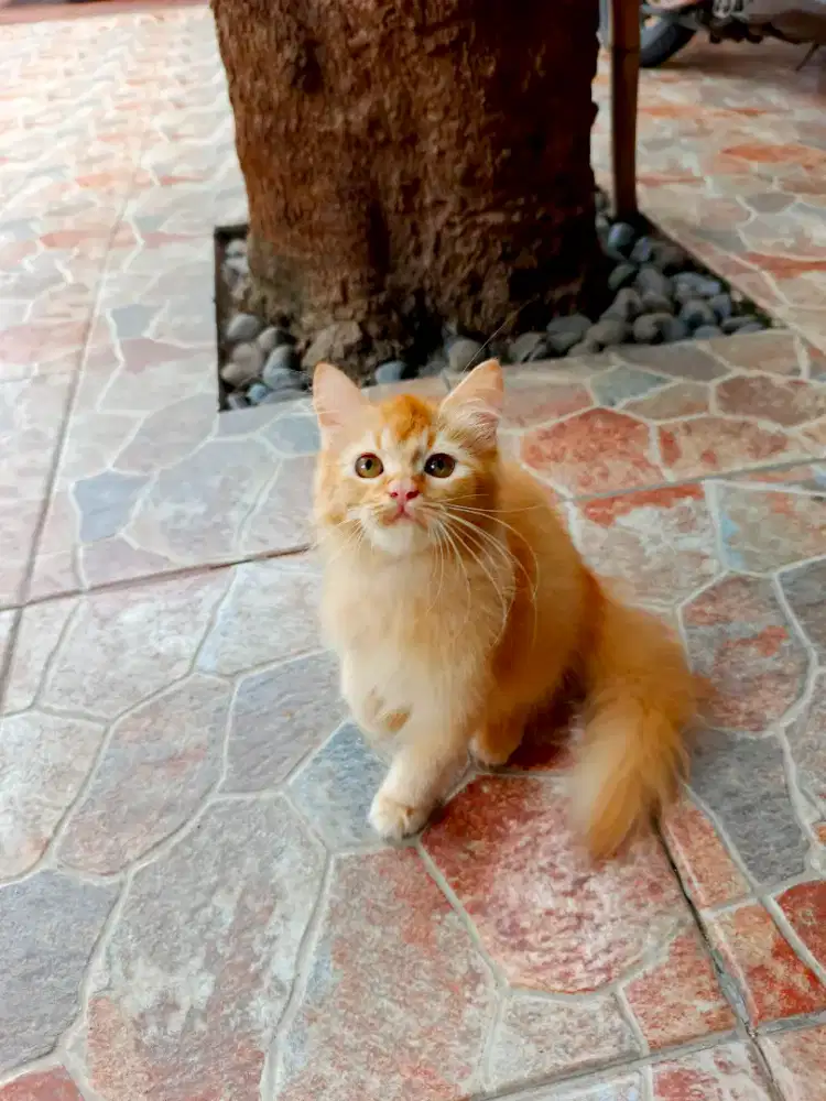 Kucing Persia Medium