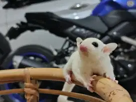 Sugar glider Joey