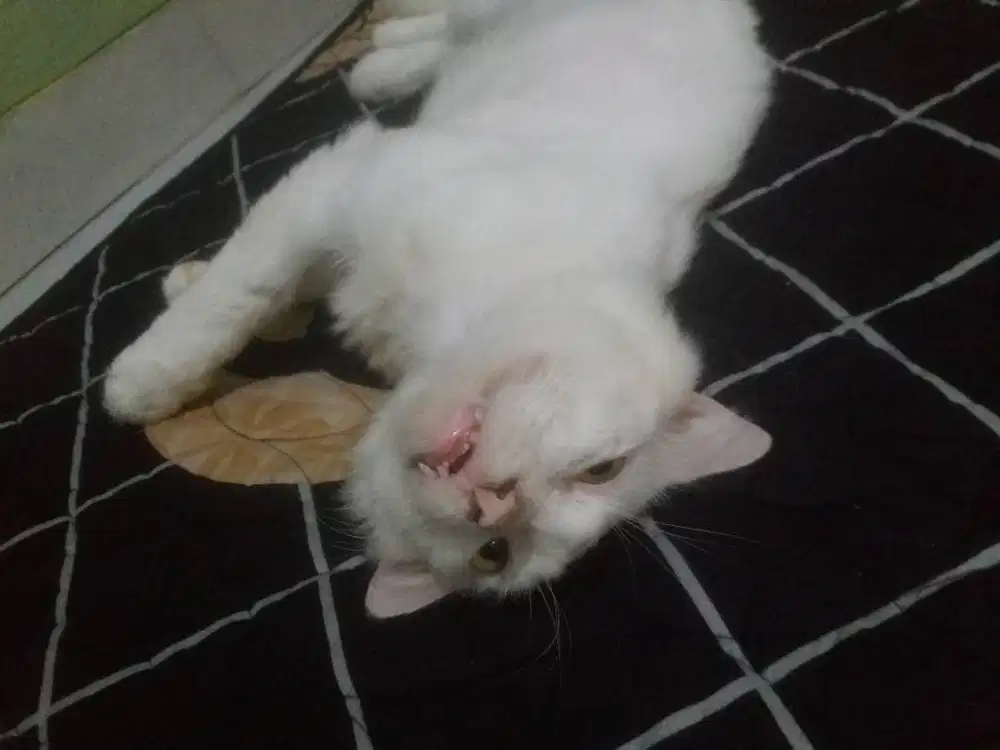 Kandang kucing alumunium