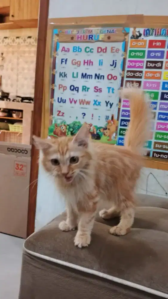 Kucing Kitten Oyen NS LH Betina