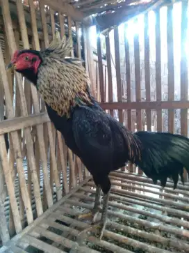Ayam Bangkok pakoy