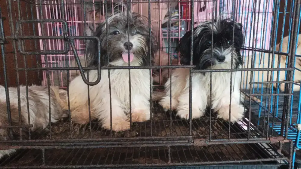 Maltese puppies