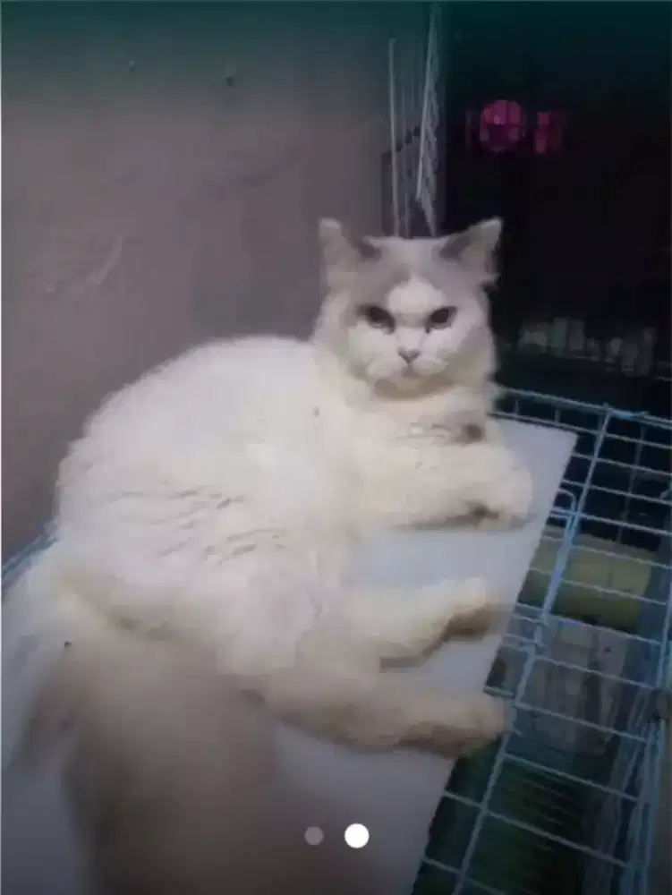 Kucing Ragdol jantan 12 bln