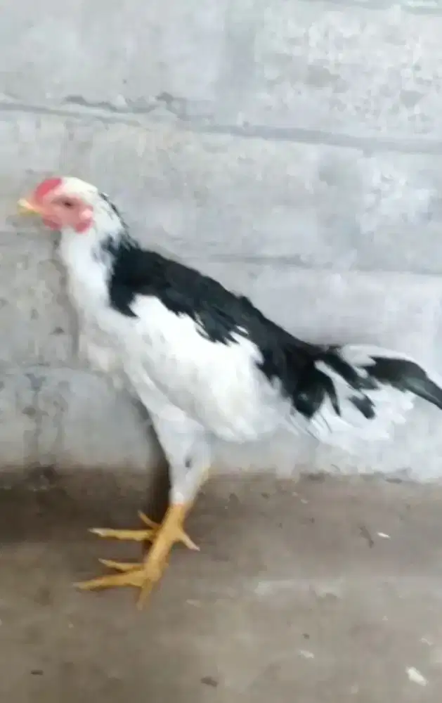 Ayam jago tulak