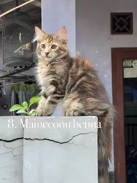 Kucing mainecoon pure betina