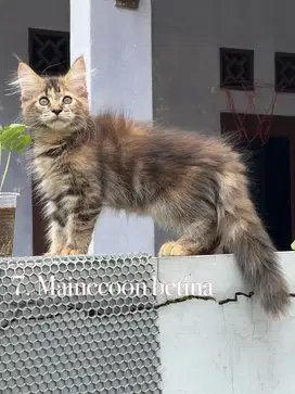 Kucing mainecoon pure betina