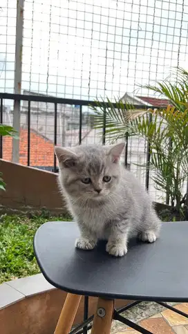 British shorthair (bsh) silver female / betina