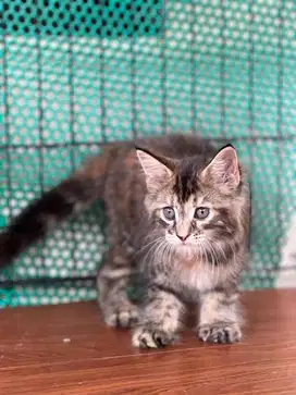 Kucing mainecoon pure betina