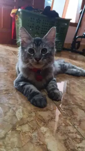 Kucing Persia mix mainecoon
