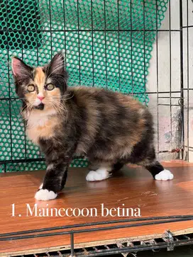 Kucing mix mainecoon betina