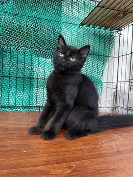 Kucing mix mainecoon jantan
