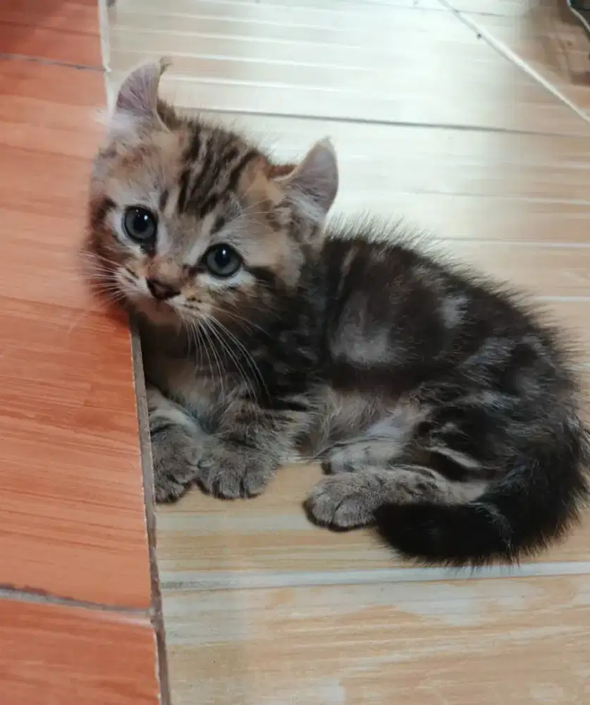 Muchkin Kinkalow Kitten Jantan Motif Marble