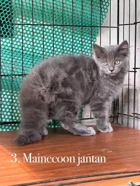 Kucing mix mainecoon jantan