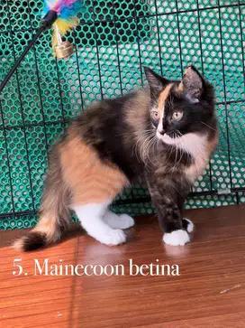 Kucing mix mainecoon betina