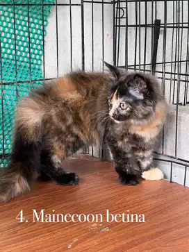 Kucing mix mainecoon betina