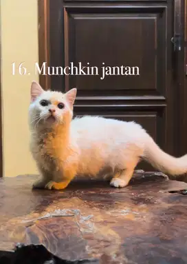 Kucing munchkin cebol jantan