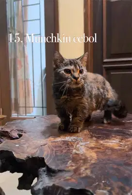 Kucing munchkin cebol betina