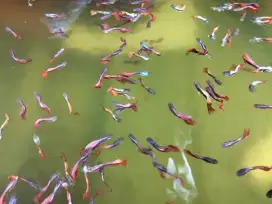 Ikan Guppy Cendolan Super