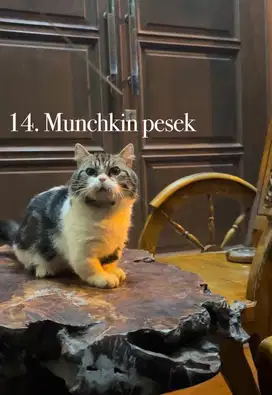 Kucing munchkin pesek cebol jantan