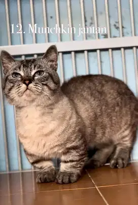 Kucing munchkin bsh cebol jantan