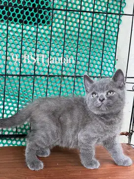 Kucing british shorthair jantan
