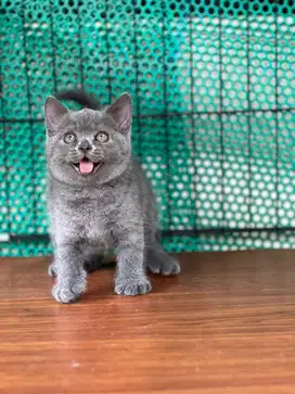 Kucing british shorthair jantan