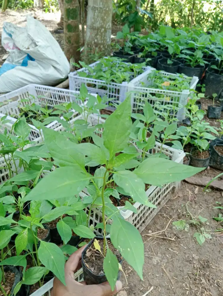 Bibit cabe rawit