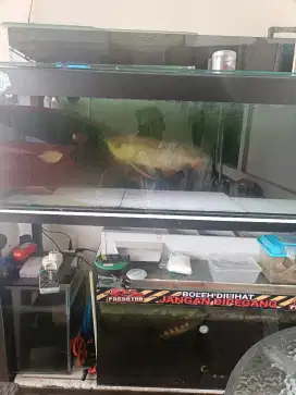 Dijual ikan plus aquarium