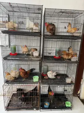 ayam serama pilih sendiri