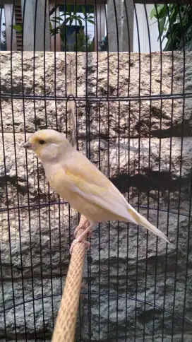 Burung Kenari AFS