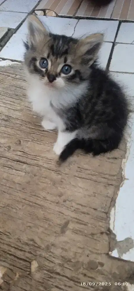 Open adopt kitten mix