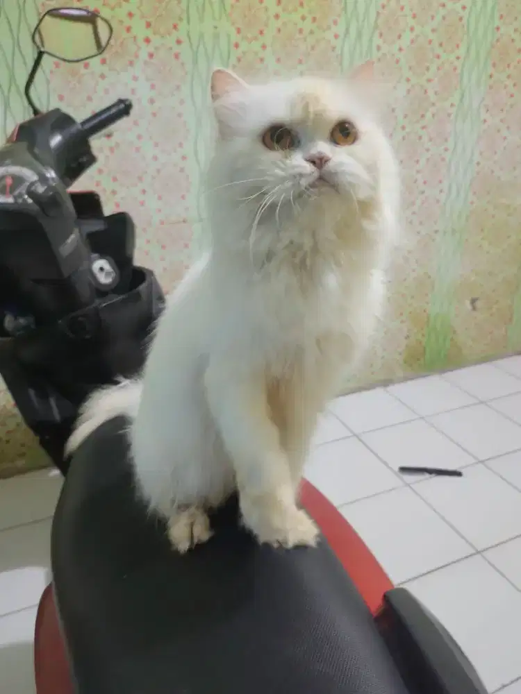 KUCING PERSIA FLATNOSE BETINA BIRAHI