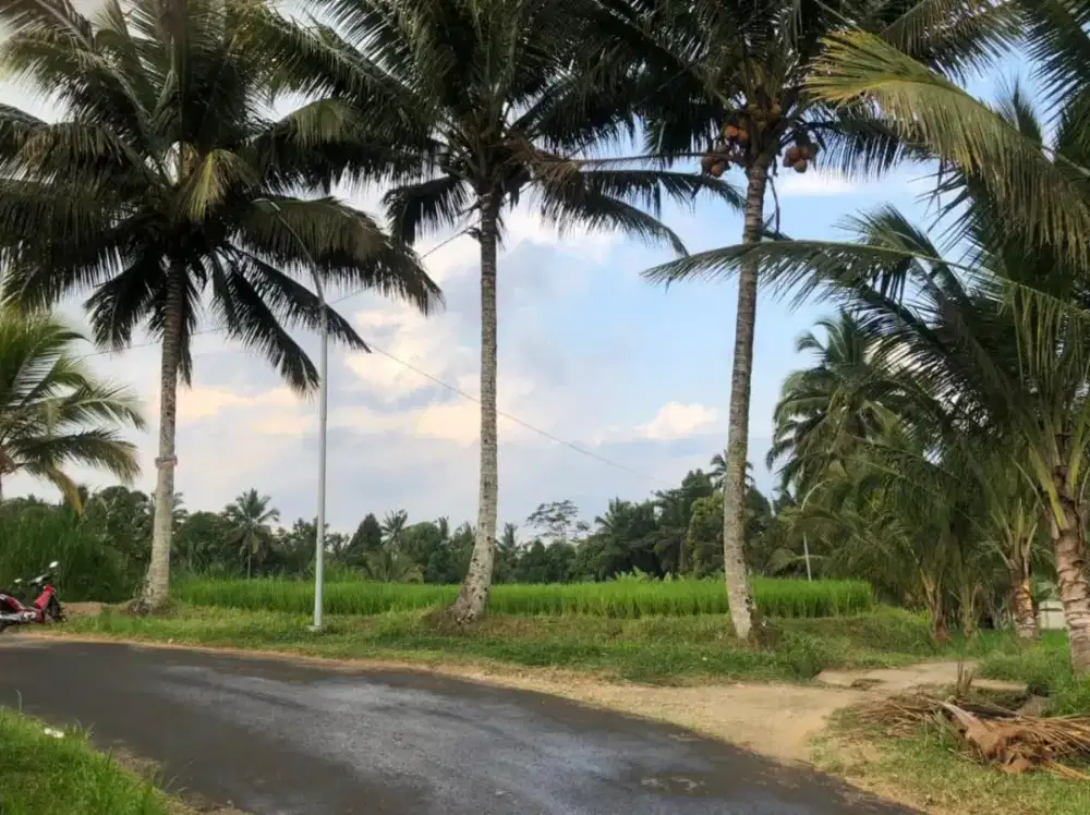 Di jual tanah Tegalan jalan Carangsari  Petang, Bali